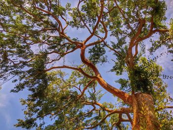 Low angle view of tree against sky