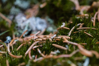 Close-up of plant growing on field