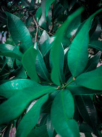 High angle view of fruits