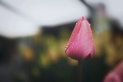 Close-up of wet pink flower