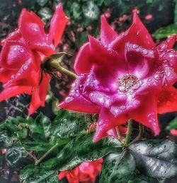 Close-up of pink flowers