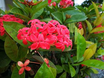 Close-up of red flowers blooming outdoors