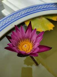 Close-up of pink water lily