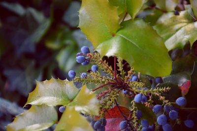 Close-up of fruit growing on plant