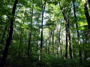 View of trees in forest