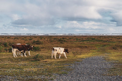 Goats on field against sky