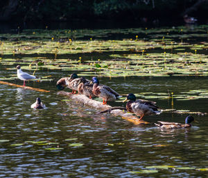 Ducks swimming in lake