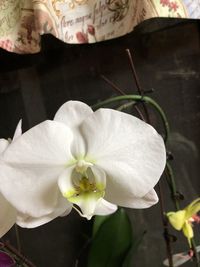 Close-up of white orchid flower