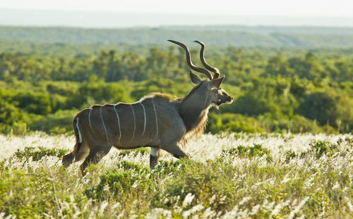 Side view of kudu in the wild