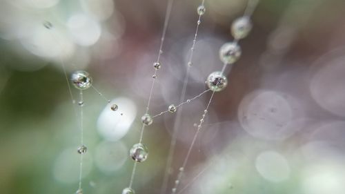 Close-up of wet spider web