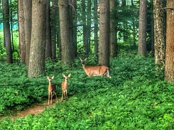 View of trees in forest