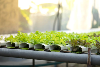 Close-up of plants in greenhouse