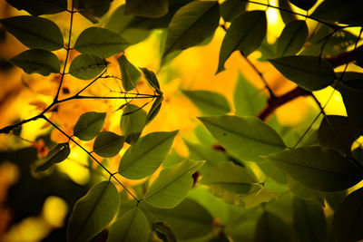 Close-up of yellow leaves against blurred background