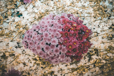 High angle view of pink flowering plant