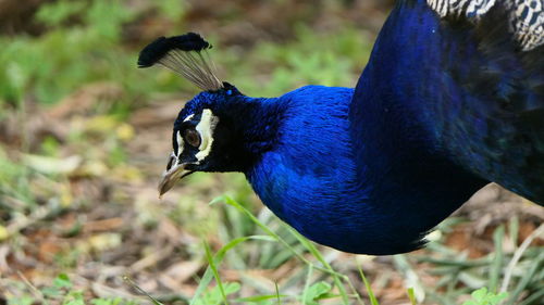 Close-up of a peacock