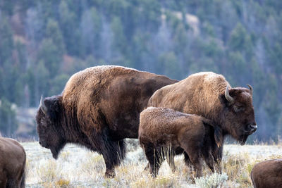 American bison covered in frost in an early autumn morning in yellowstone national park