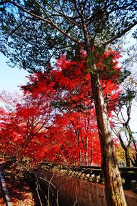 Low angle view of red tree against sky