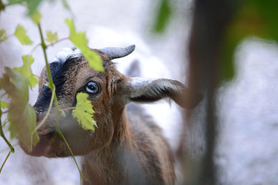 Close-up of goat looking away by plants