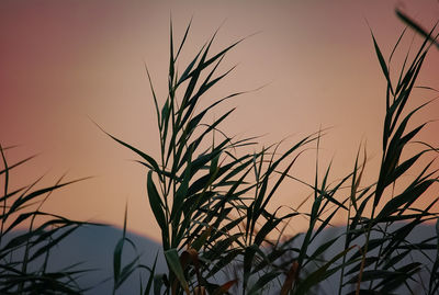 Close-up of silhouette grass against sky during sunset