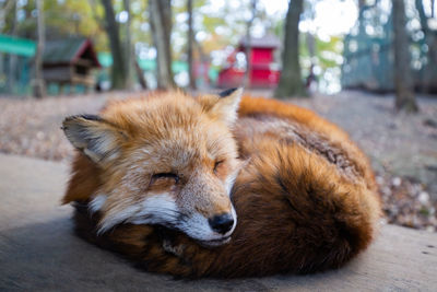 Close-up of a red-fox resting