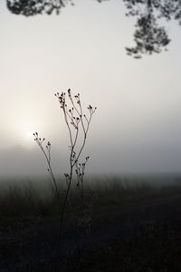 Plant growing on field against sky