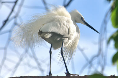 Close-up of bird