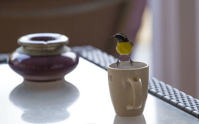 Close-up of bird perching on plate