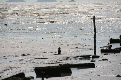 View of birds on beach