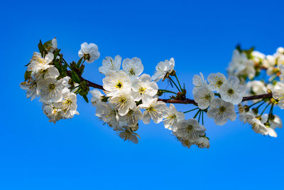 Low angle view of cherry blossoms against clear blue sky