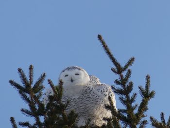 Low angle view of snowy owl against clear blue sky