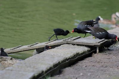 Bird perching on water