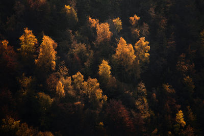 Trees in forest against sky