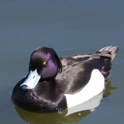 View of birds in water