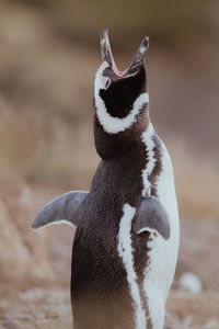 Magellanic penguin in patagonia.