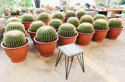 High angle view of potted plants on table