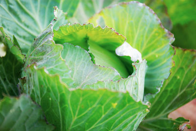 Close-up of fresh green leaves