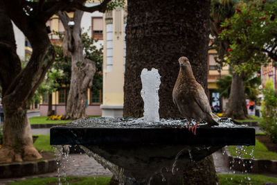 View of birds perching on fountain against trees