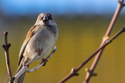 Portrait of a house sparrow perching on a branch.