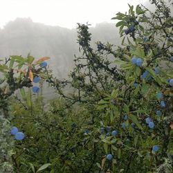 Low angle view of plants growing against sky