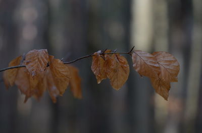 Close-up of dry leaf on water