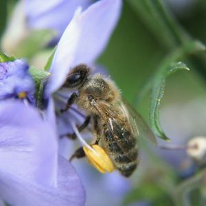 Close-up of honey bee pollinating on white flower