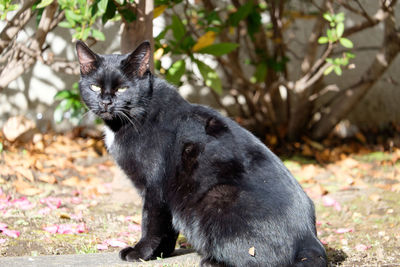 Portrait of black dog on grassy field