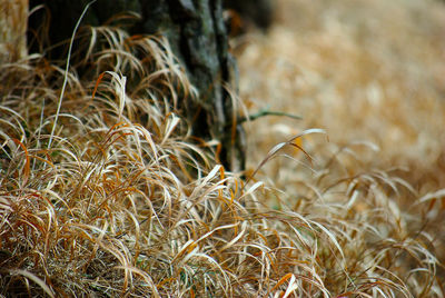 Close-up of stalks in field