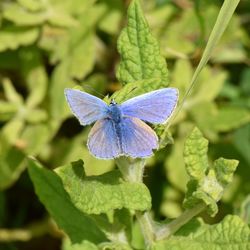 Close-up of butterfly on flower