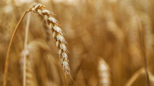 Close-up of wheat growing on field