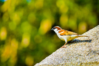 Close-up of indian sparrow perching on rock