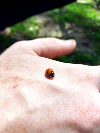 Close-up of ladybug on hand