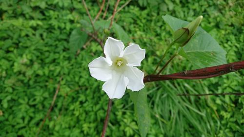 Close-up of white flower