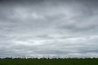 View of sheep on field against sky