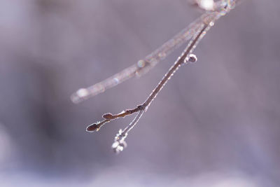 Close-up of raindrops on twig